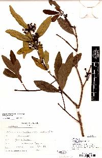 spécimen de Wilkiea macrophylla